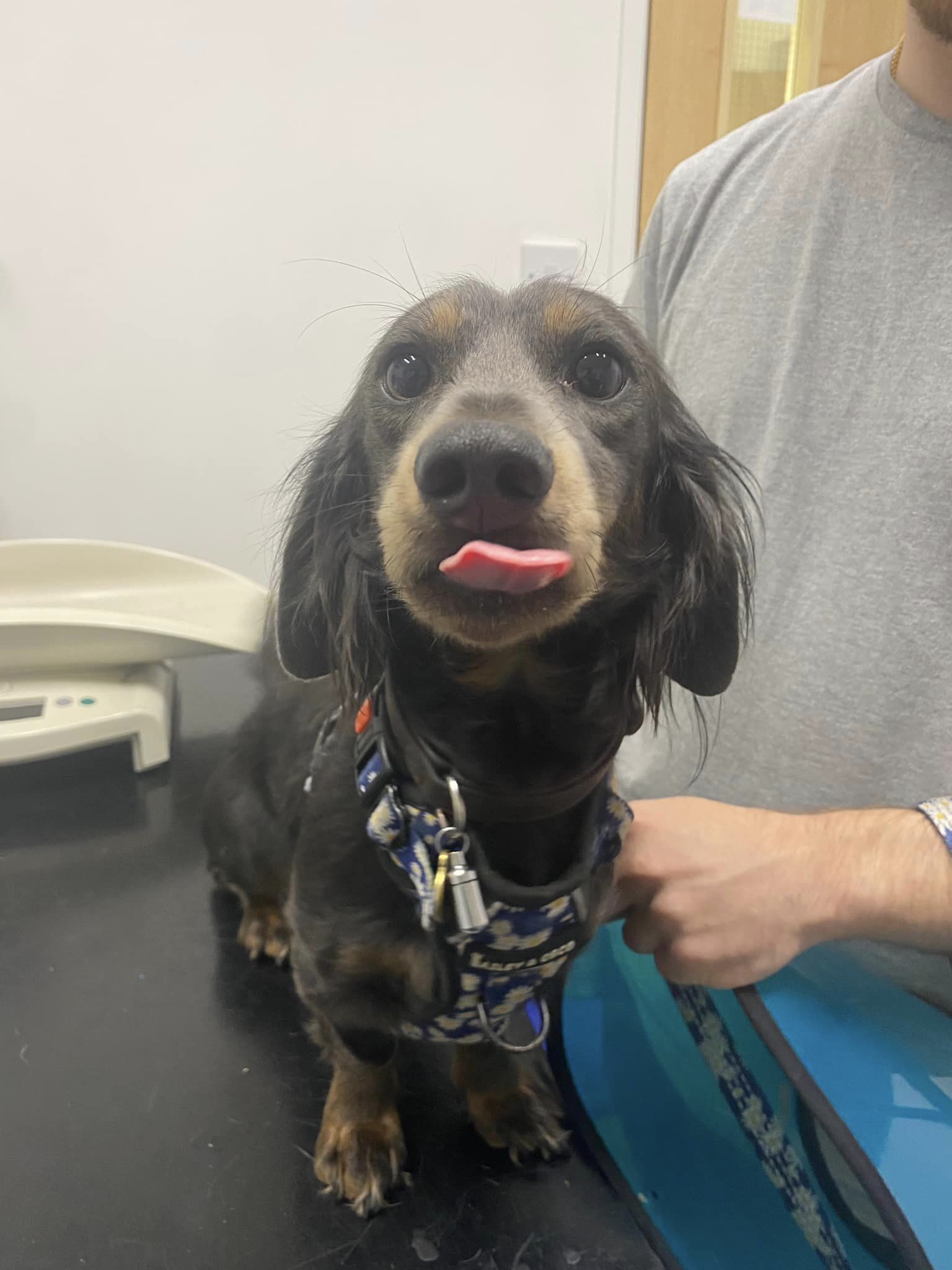 Images Streatham Hill Veterinary Surgery