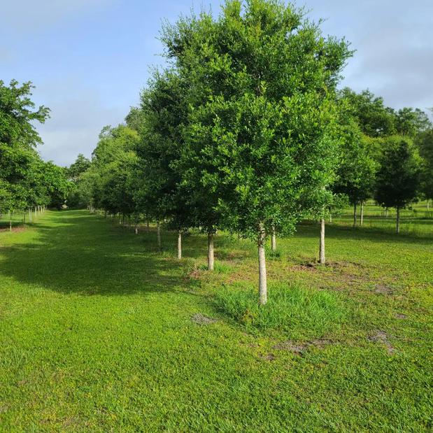 Images Associated Treemasters