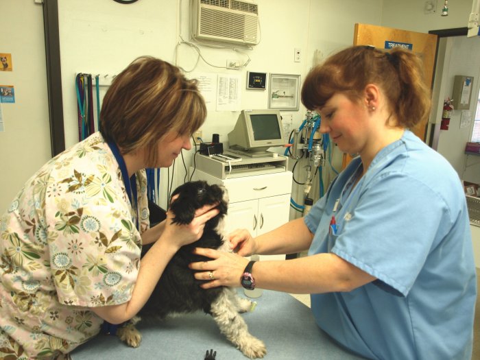 Image 3 | VCA Wingate Animal Hospital