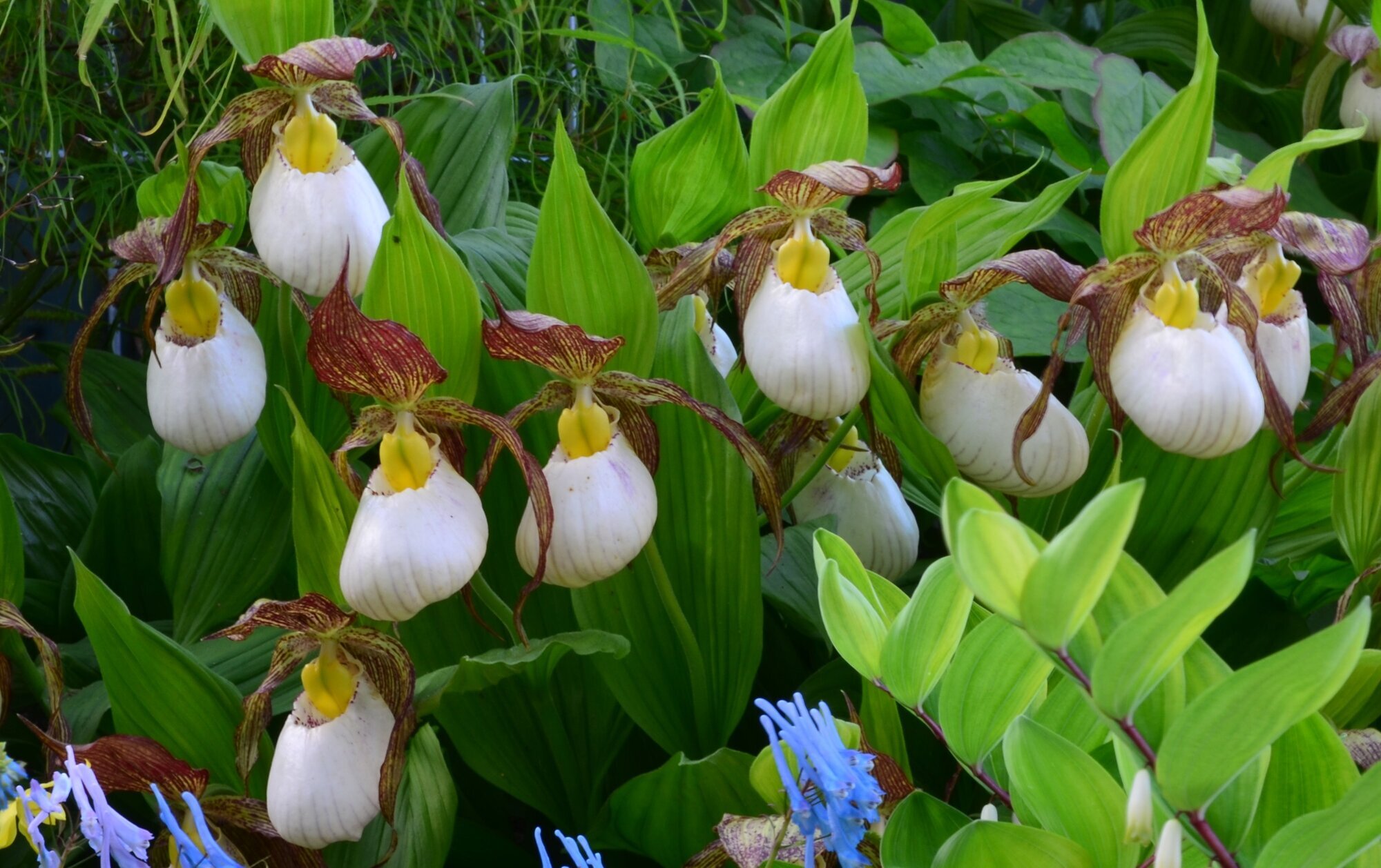 Bilder Gartenwerkstatt Schreiner, Inhaberin Sabine Schreiner
