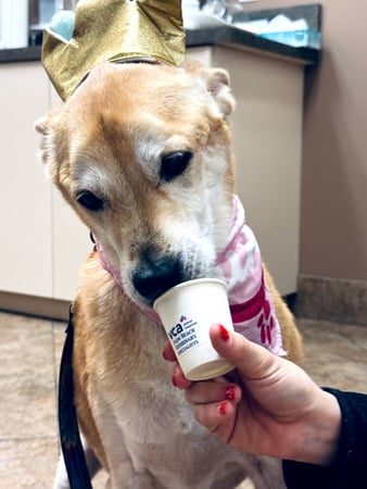 Images VCA Palm Beach Veterinary Specialists