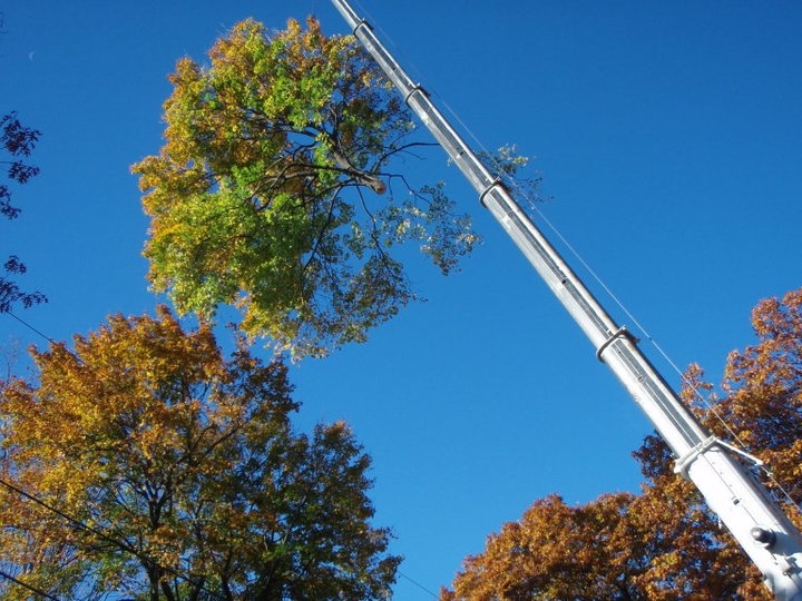 Greenleaf's Tree Service Photo