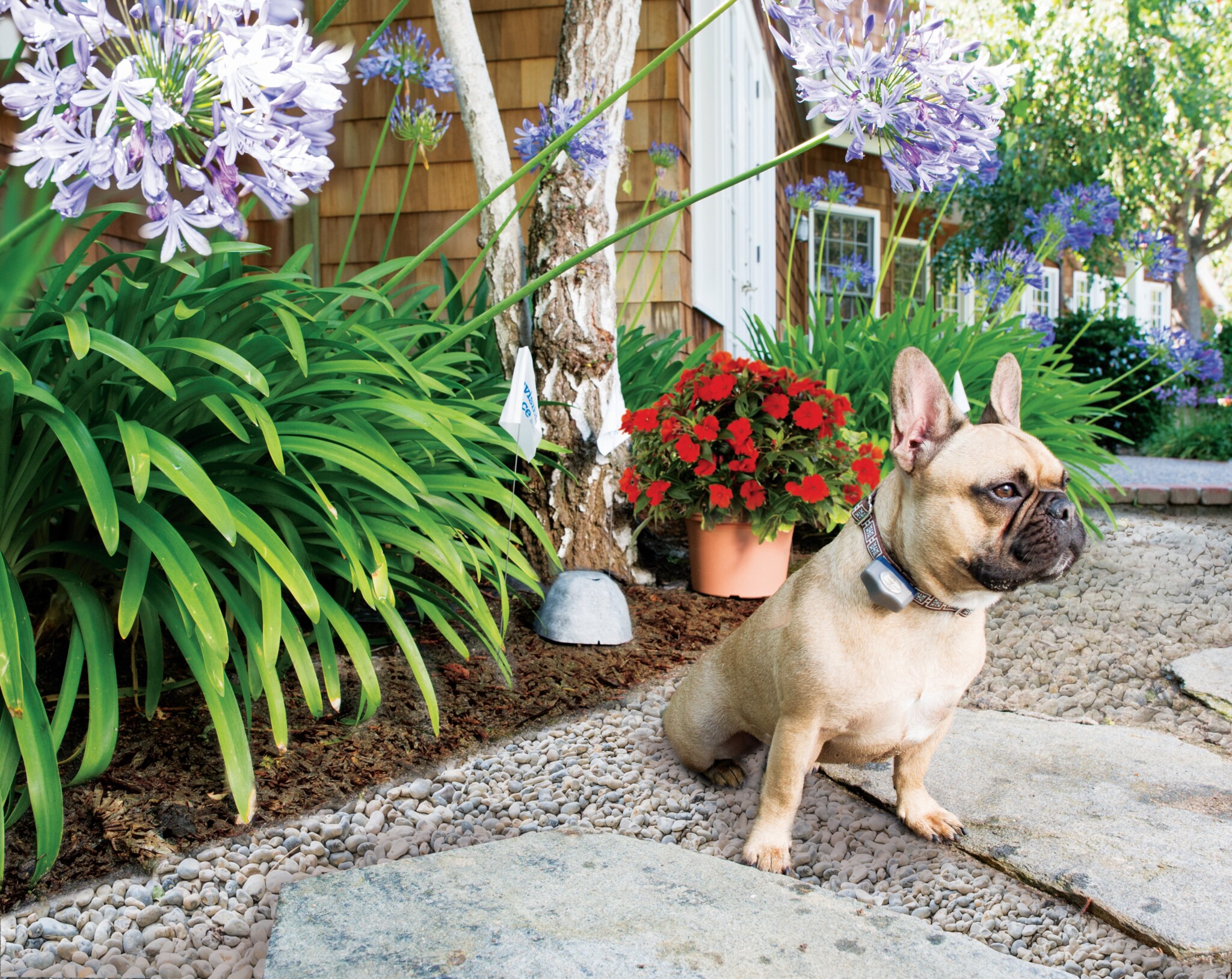 A dog on a path next to a garden. Invisible Fence Brand of Tri-Cities Ontario Breslau (519)742-3070