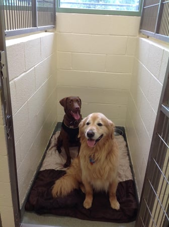 Images Crosspointe Animal Hospital