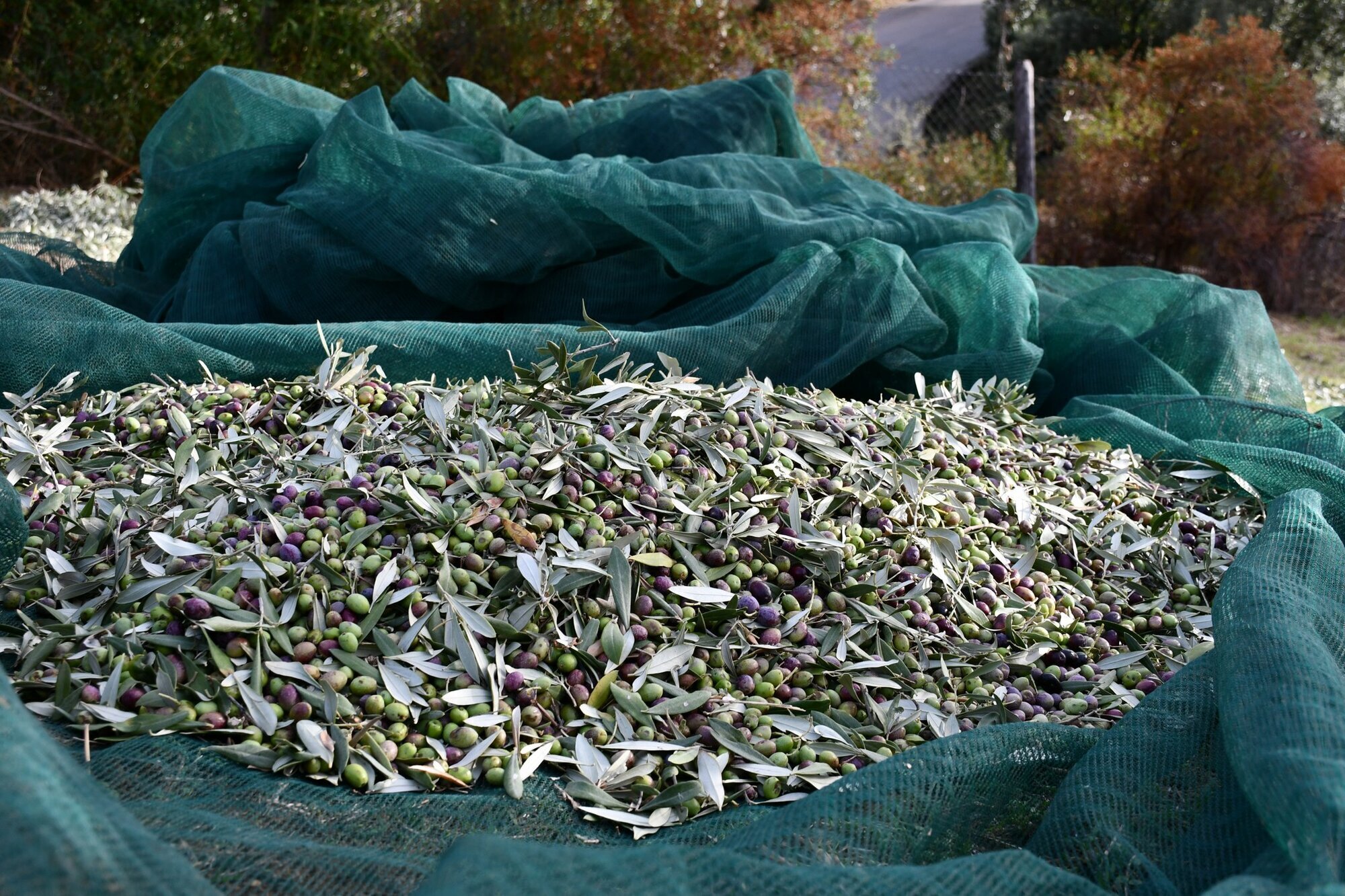 Images AZIENDA AGRICOLA MIRACCO ATANASIO FRANCO