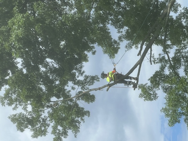 We offer expert tree trimming services at Lucca Landscaping & Construction LLC to help maintain the health, structure, and appearance of your trees. Regular trimming encourages growth and improves the overall look of your outdoor space. Our team works with attention to detail to shape your trees and remove any overgrowth. We aim to enhance both safety and curb appeal with every visit.