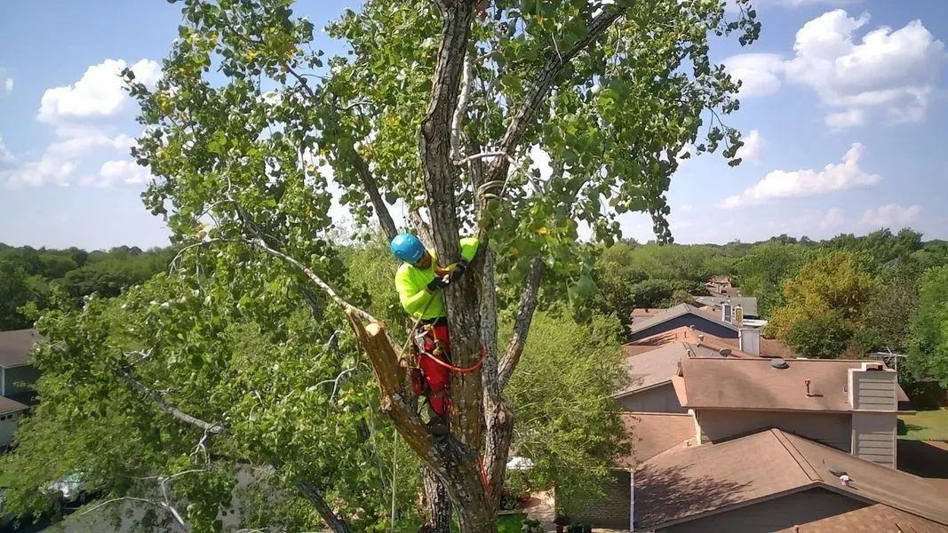 Hill Country Tree Trimming Image
