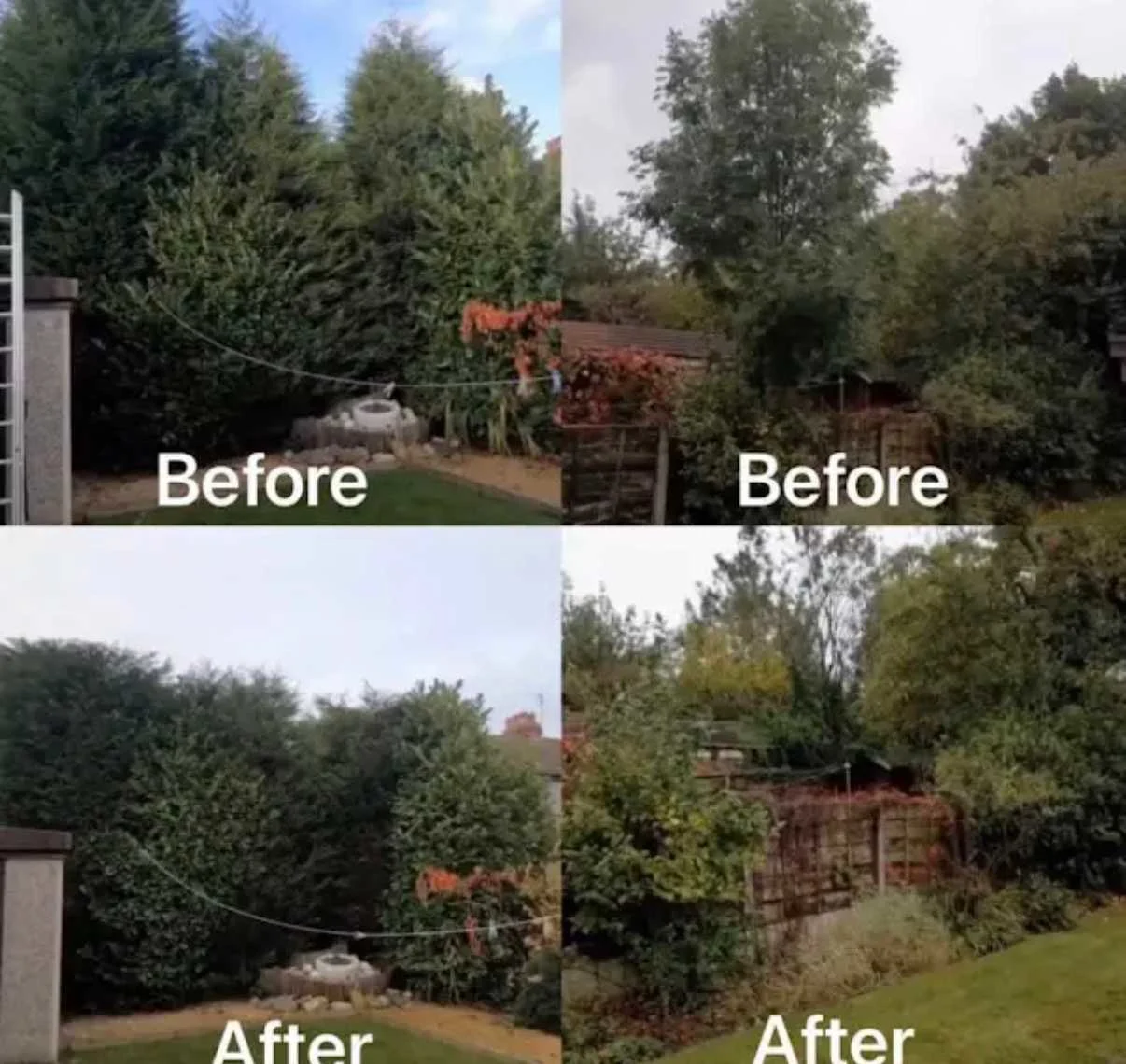 Images Tree Doctors & Landscaping