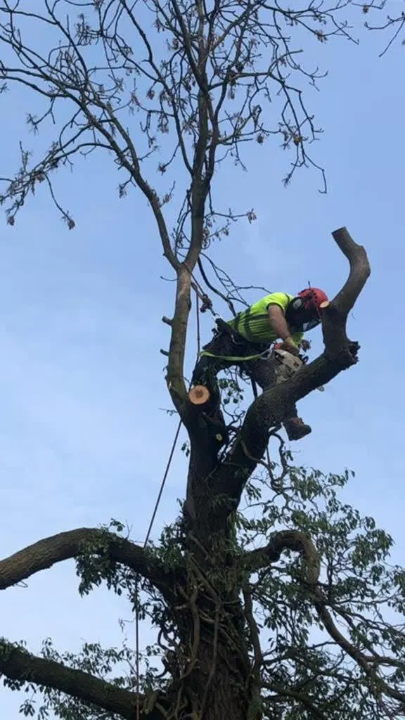 Images Ms Tree Care Ltd