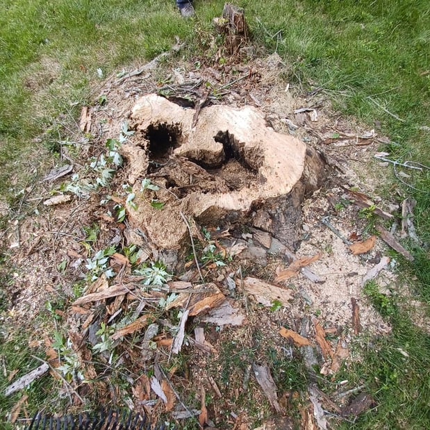 Images Rojas Chops Tree Service LLC