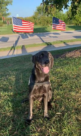Images Elkhound Ranch Kennels