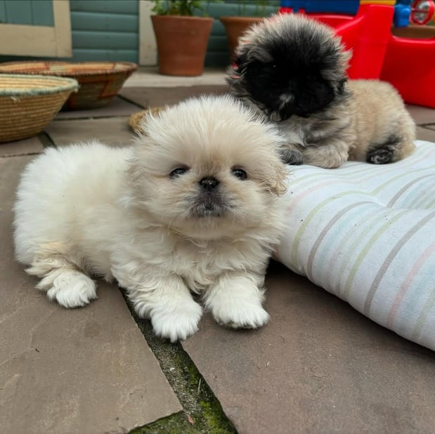 Images Puppies For Sale