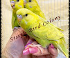 Gallery thumbnail