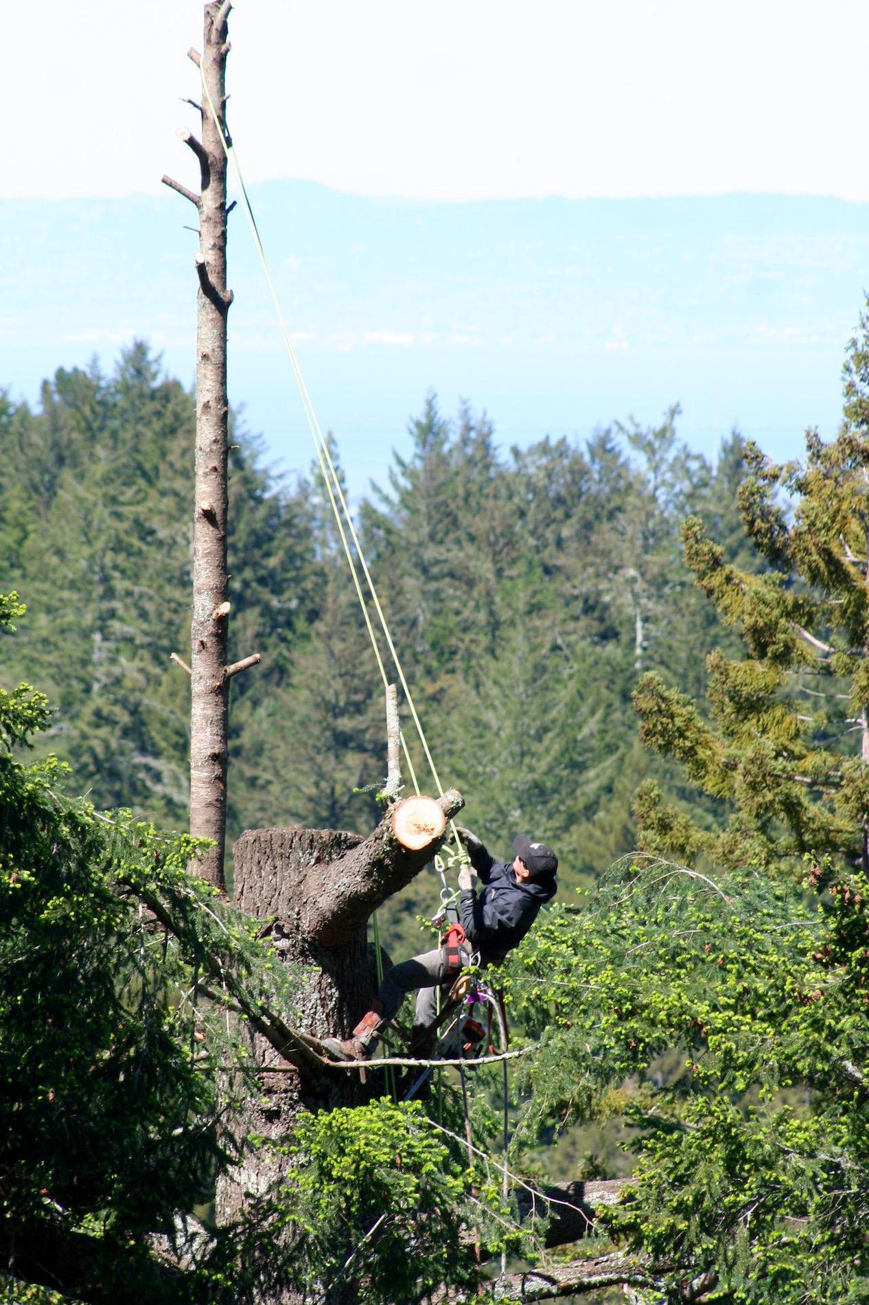 Images Pineda Tree Service