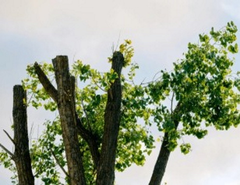 Greenfell Tree Services 6