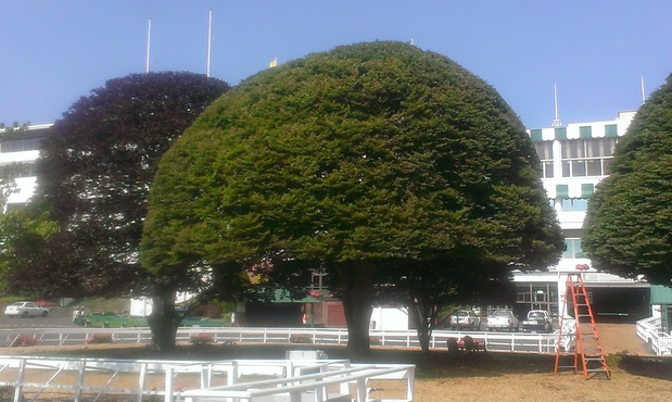 Images Beaver Tree Service