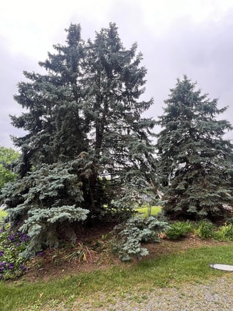 Images Z&M Tree Service TN