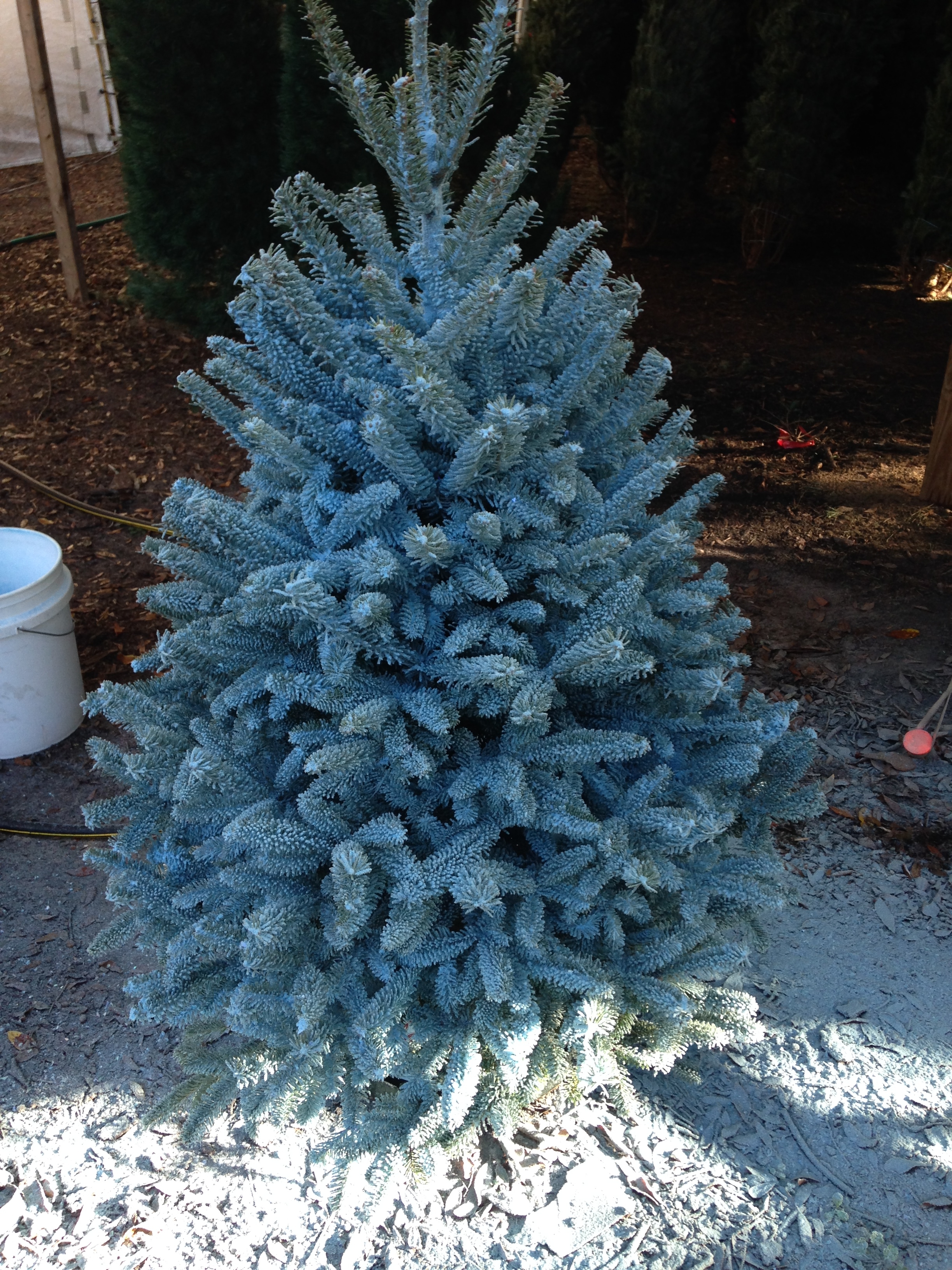 28 best christmas tree lot near me dave s christmas 28 best christmas tree lot near me dave s christmas