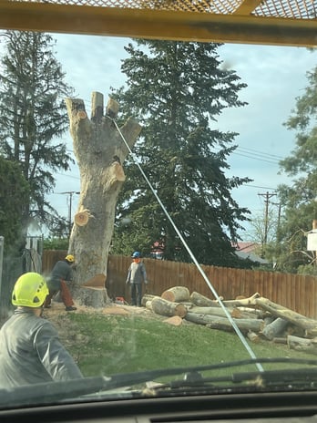 Images Arias Tree Service