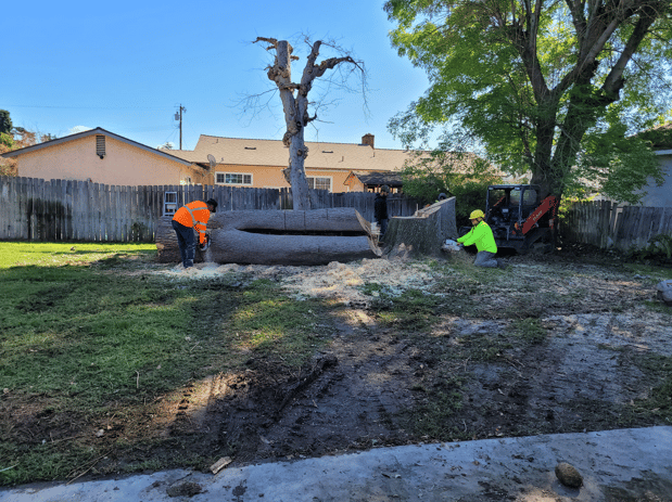 Images Gabriel Lopez Tree Service