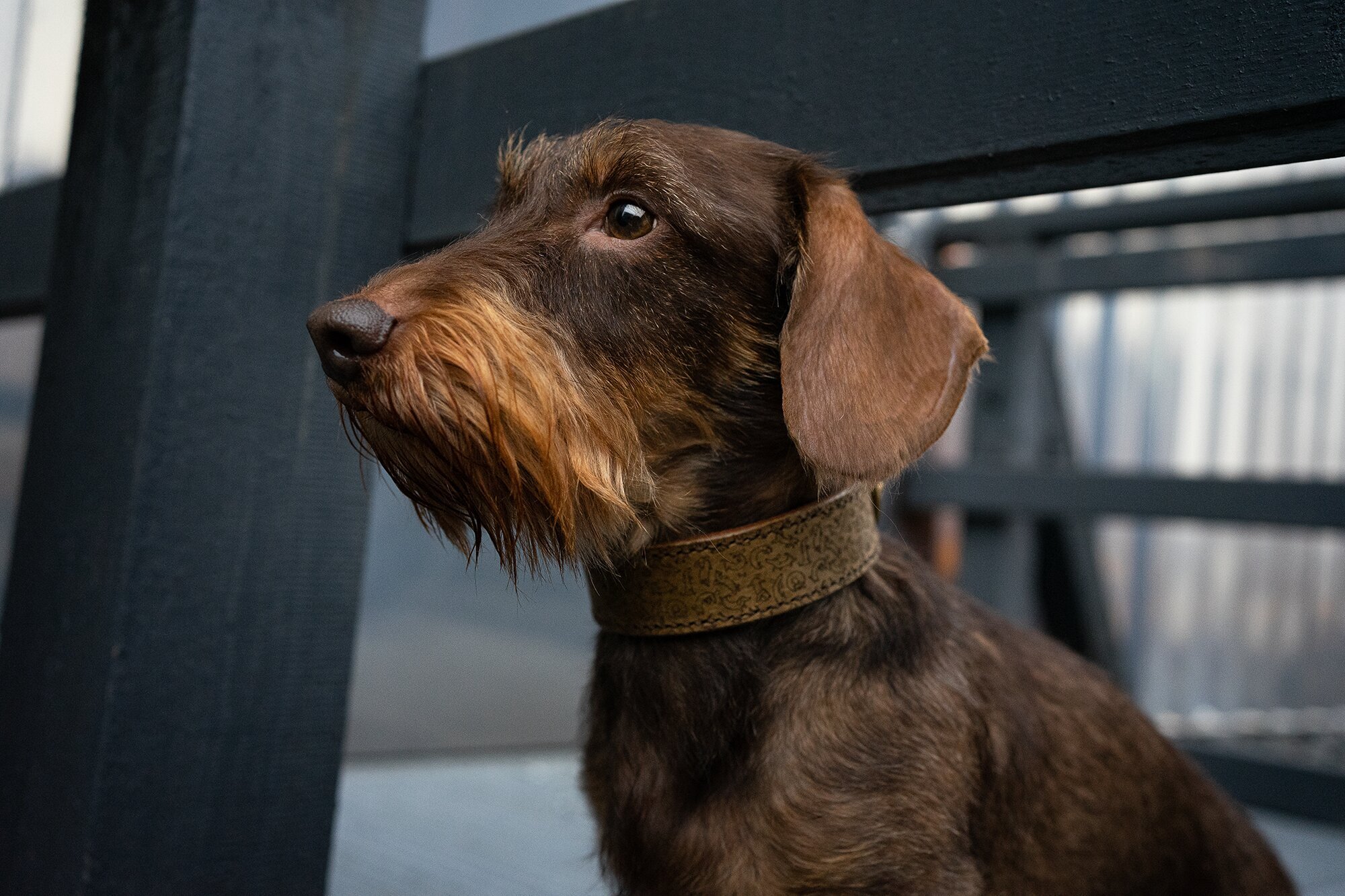 Dog Couture by Lisa in Eppstein