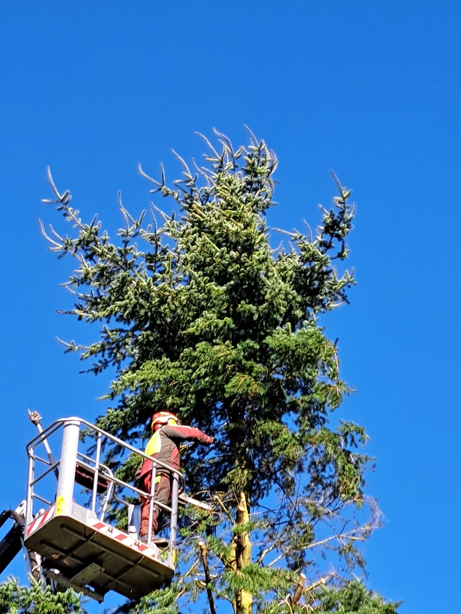 Bild 5 von Roman Mader Der Baummader