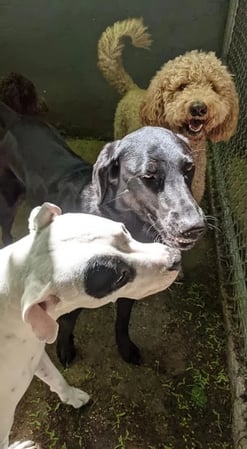 Images All Aboard Dog Daycare & Boarding