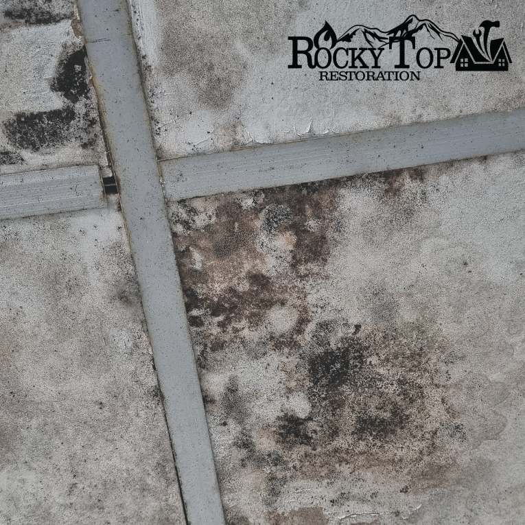 Have you noticed mold in your Knoxville home? You need Rock Top Restoration! Let us help you eliminate mold from your home - for good.