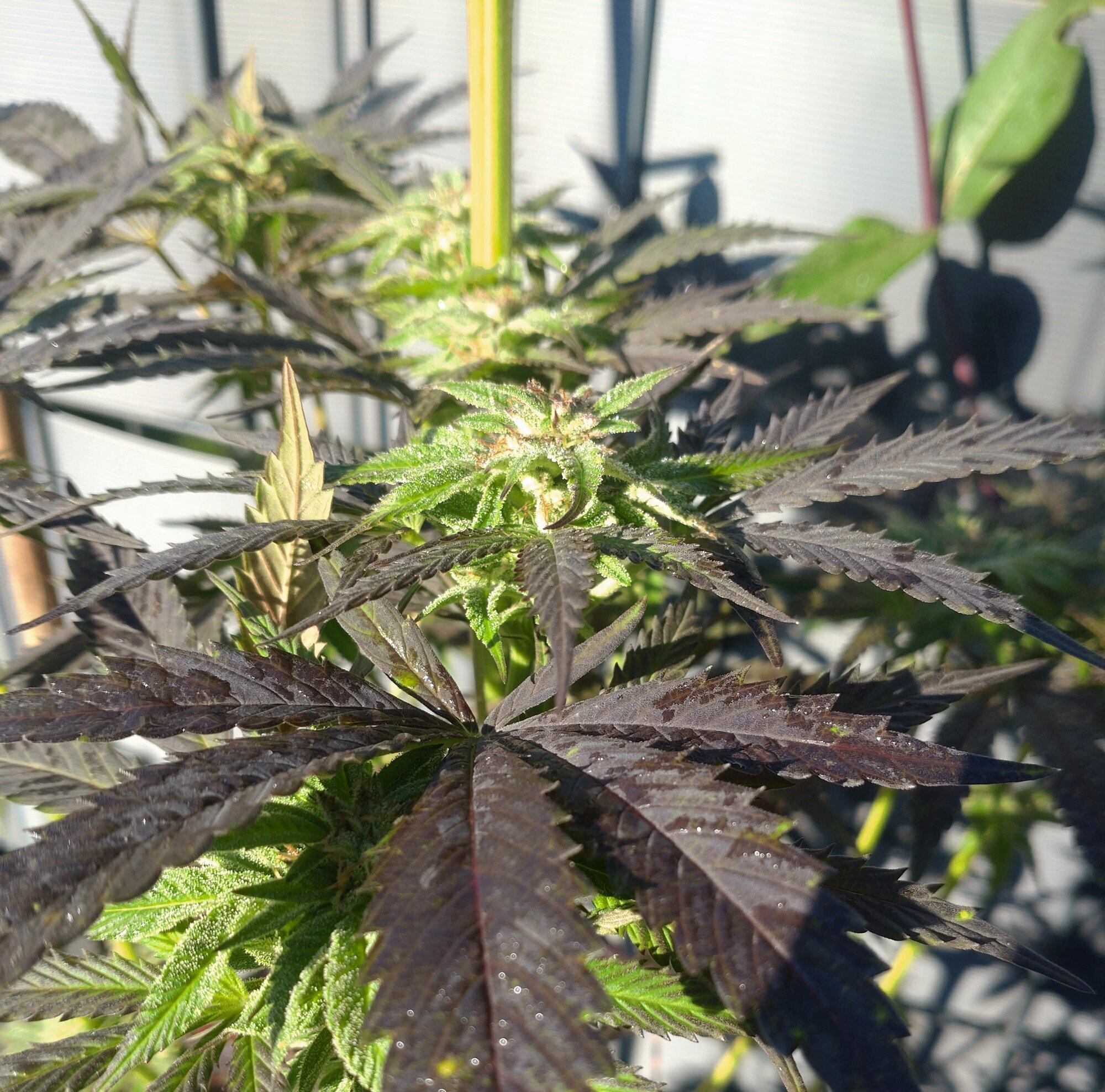 PURPLE GROWS Cannabis, CBD und THC-Seeds in Delbrück