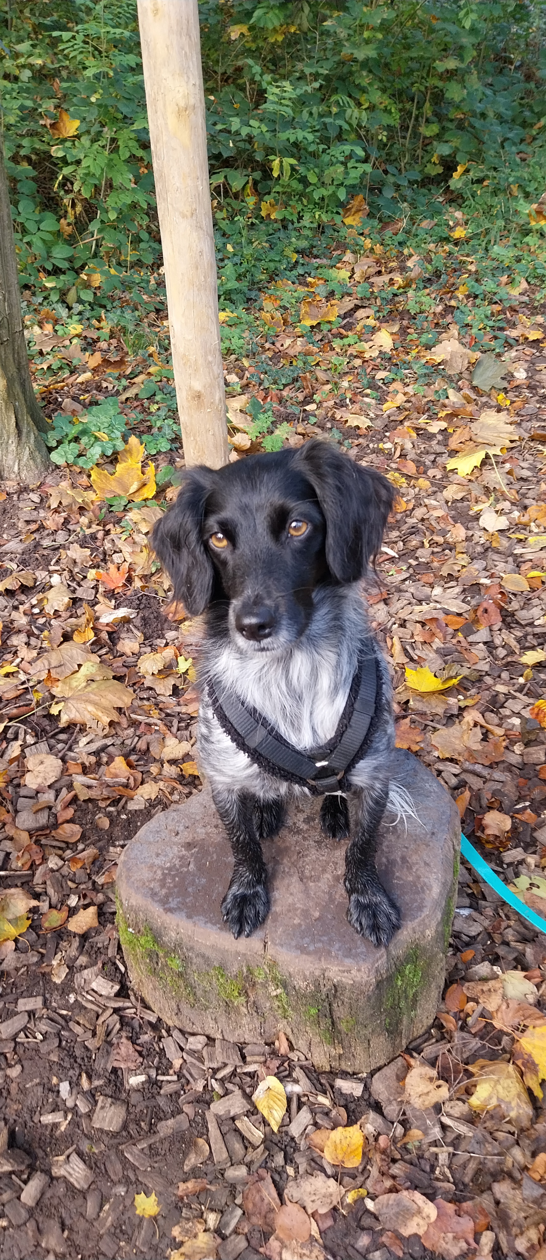 Nadine Zitzer Pfotenteam, Grendelgasse 9 in Riehen