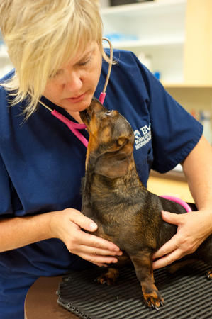 Images Bush Veterinary Neurology Service (BVNS) - Rockville