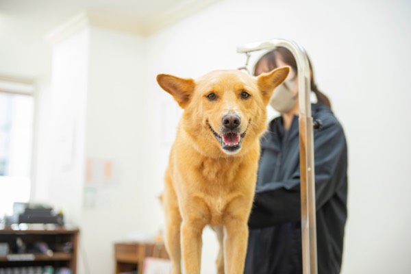 Images DogSalon Rwan