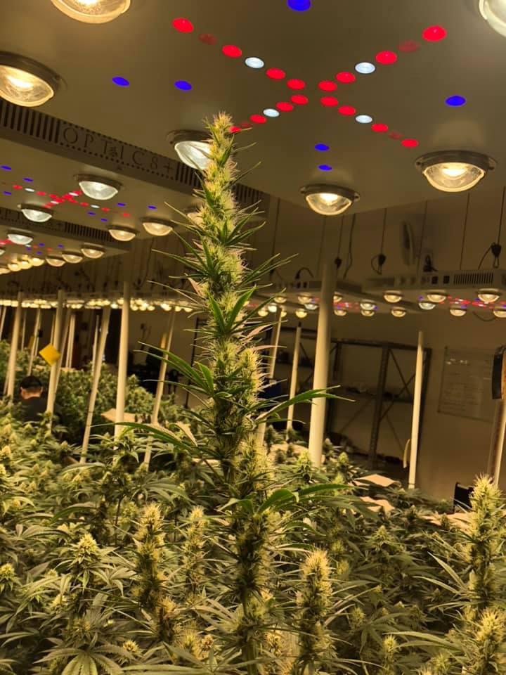 Native Harvest Dispensary Photo