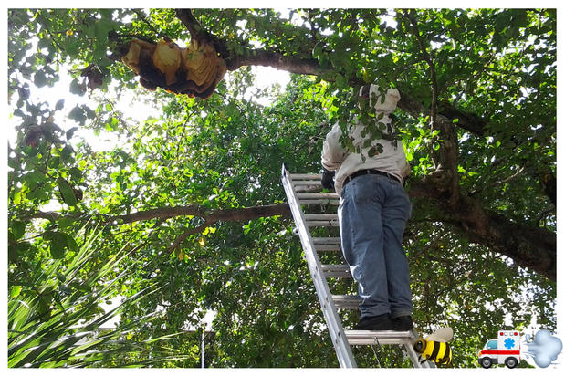 Images A Team Wildlife Removal & Bee Removal Miami