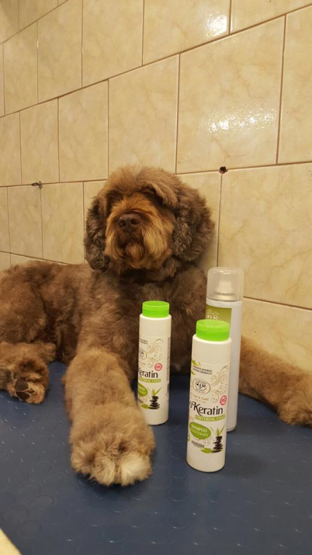 Images Toelettatura Moderna di Over Line s.r.l.