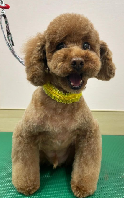 Images 埼大通りどうぶつ病院