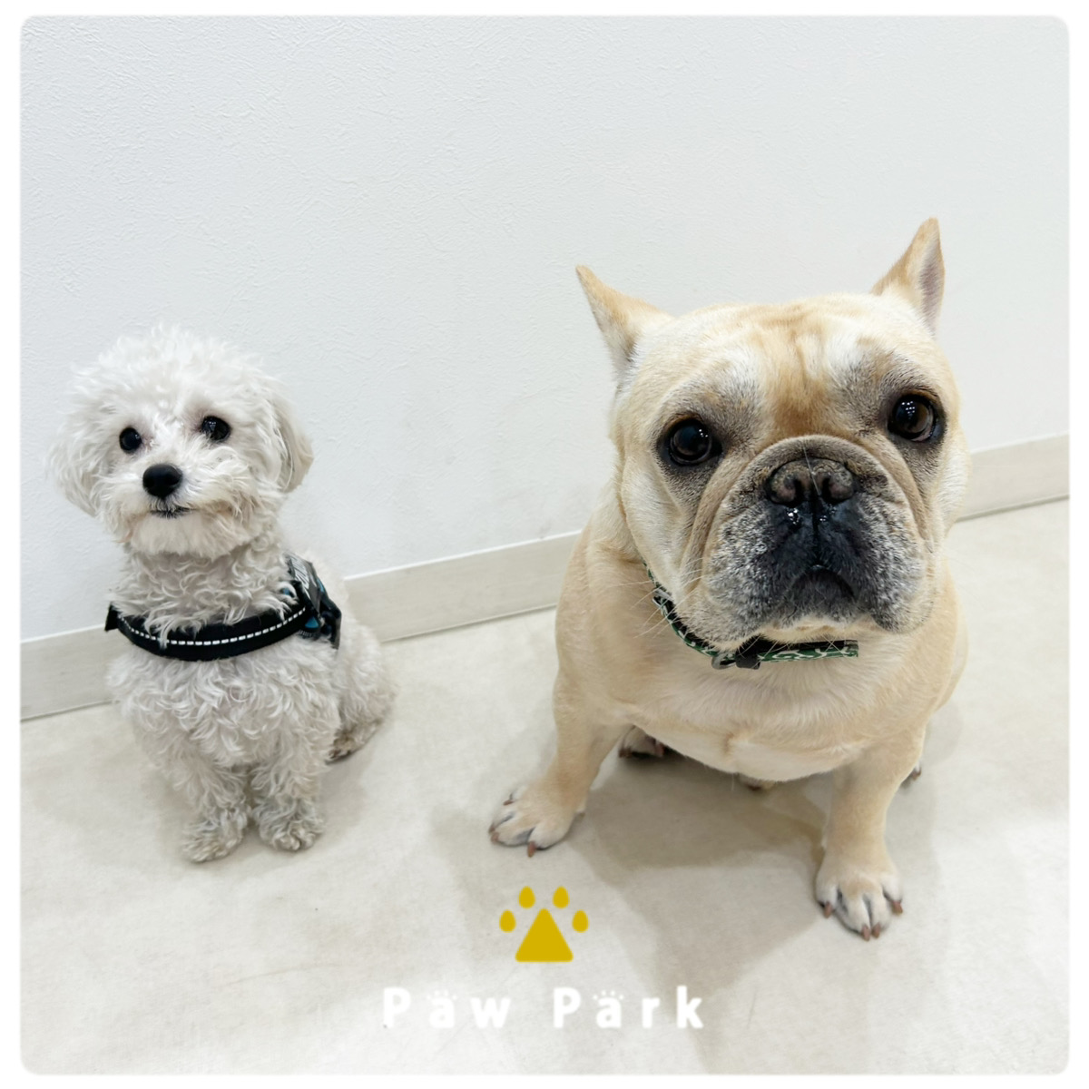 Images PawPark 犬のようちえん 高槻店