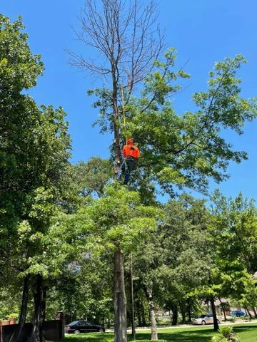Tree Trimming-Valentine&rsquo;s Lawn Care and Landscaping Services