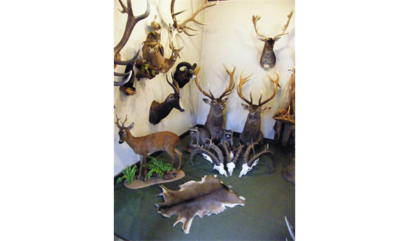 Bernhard Ramming Tierpräparationen, Zeltnerstr. 11 in Nürnberg