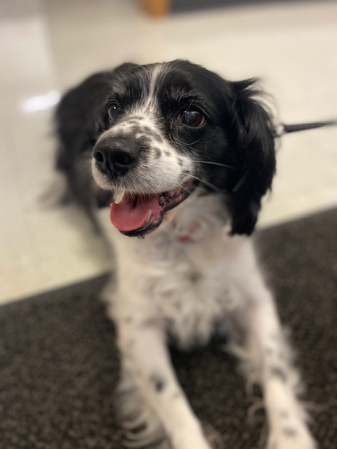 Images VCA Green Animal Hospital