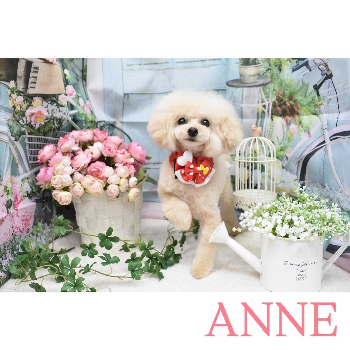 Images わんわんスタイルANNE