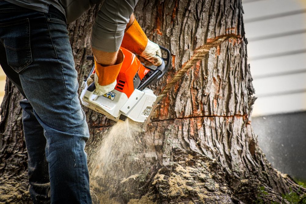 Arborist Tree Removal Image