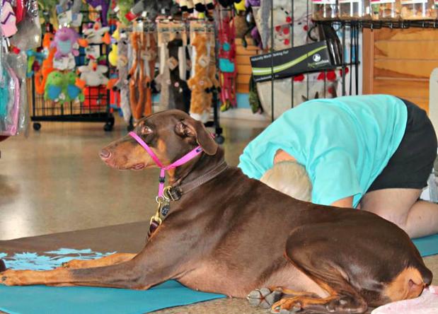 Images Paws On the Avenue