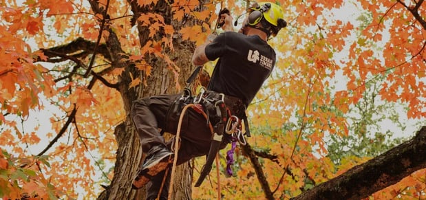 Images Urban Timber Tree Service of Portland OR
