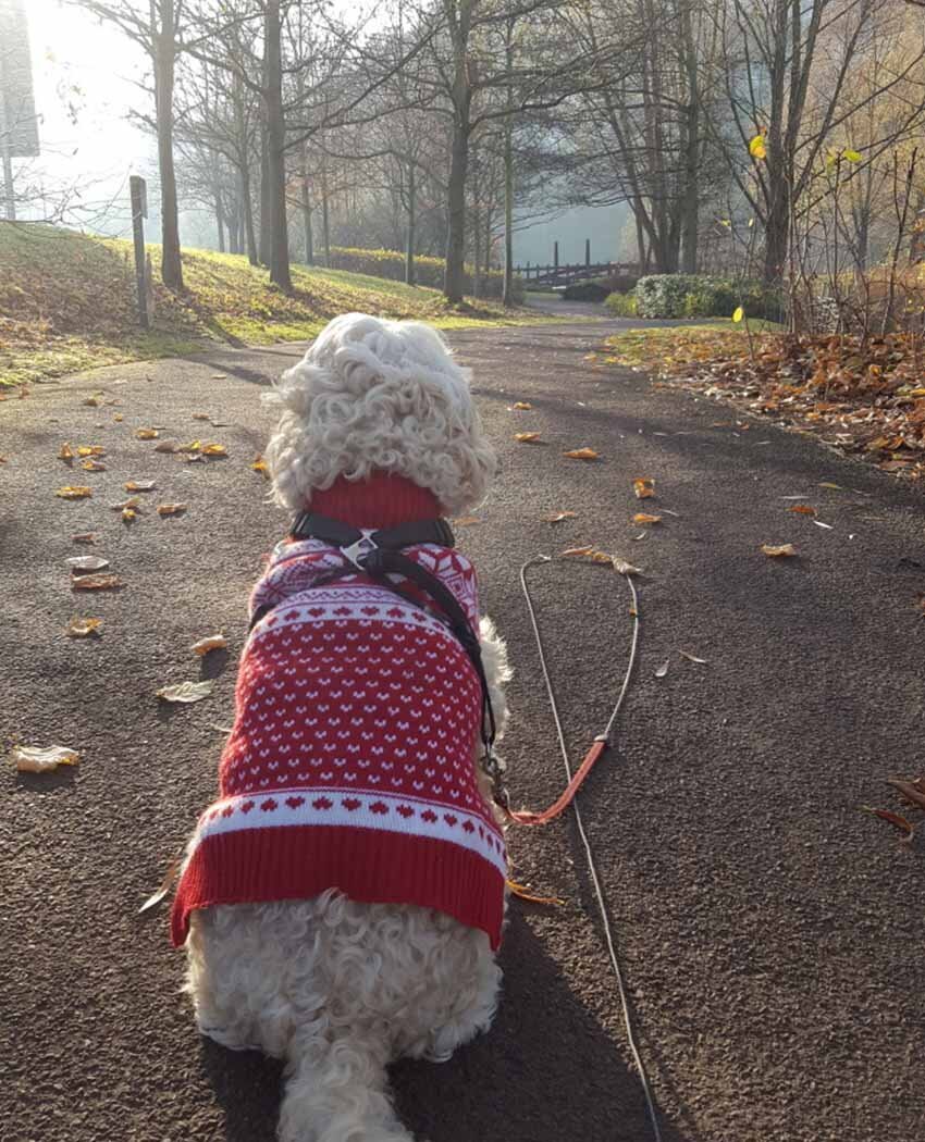 Images Whisker Watcher and Walkies