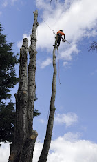 Images Alexa's Tree Service