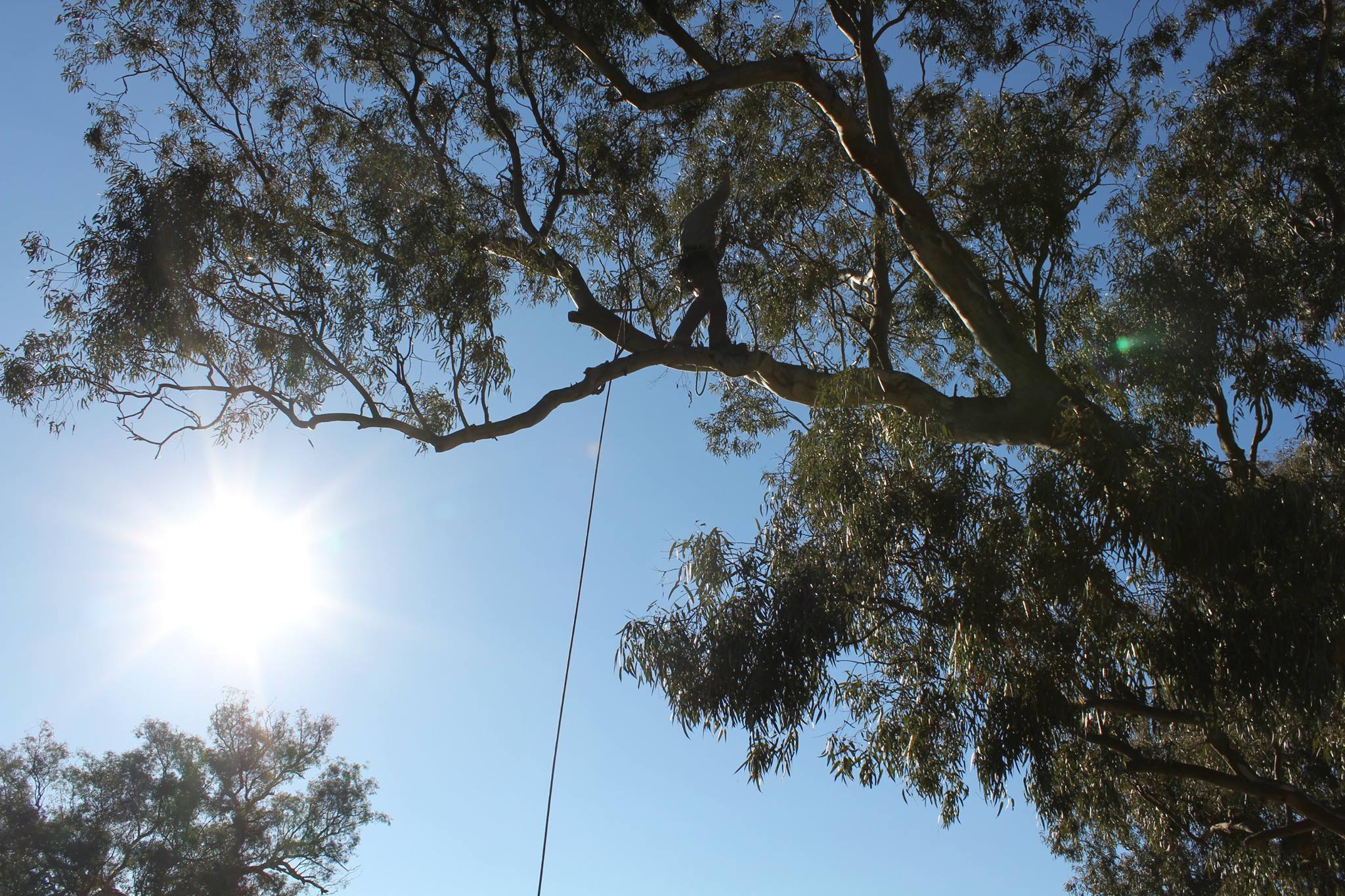 Images Global Arborist Australia