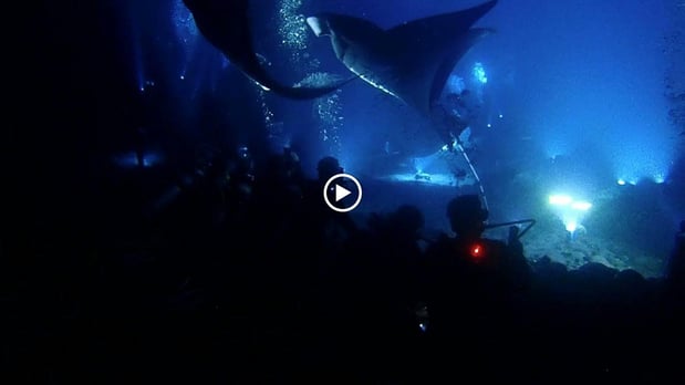 Images Kona Honu Divers