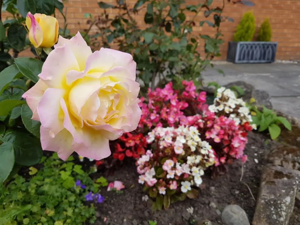 Images P Raitt Garden Maintenance