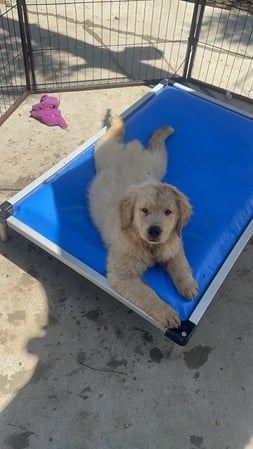 Images Margale Pet Resort